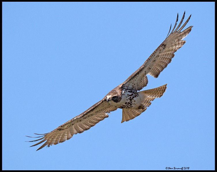 _8SB0683 red-tailed hawk.jpg